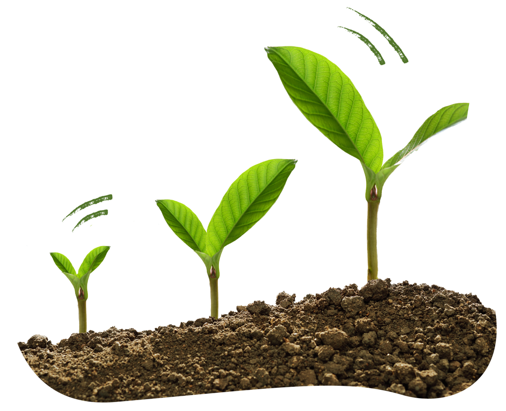 Stages of plant growth in soil, black background.
