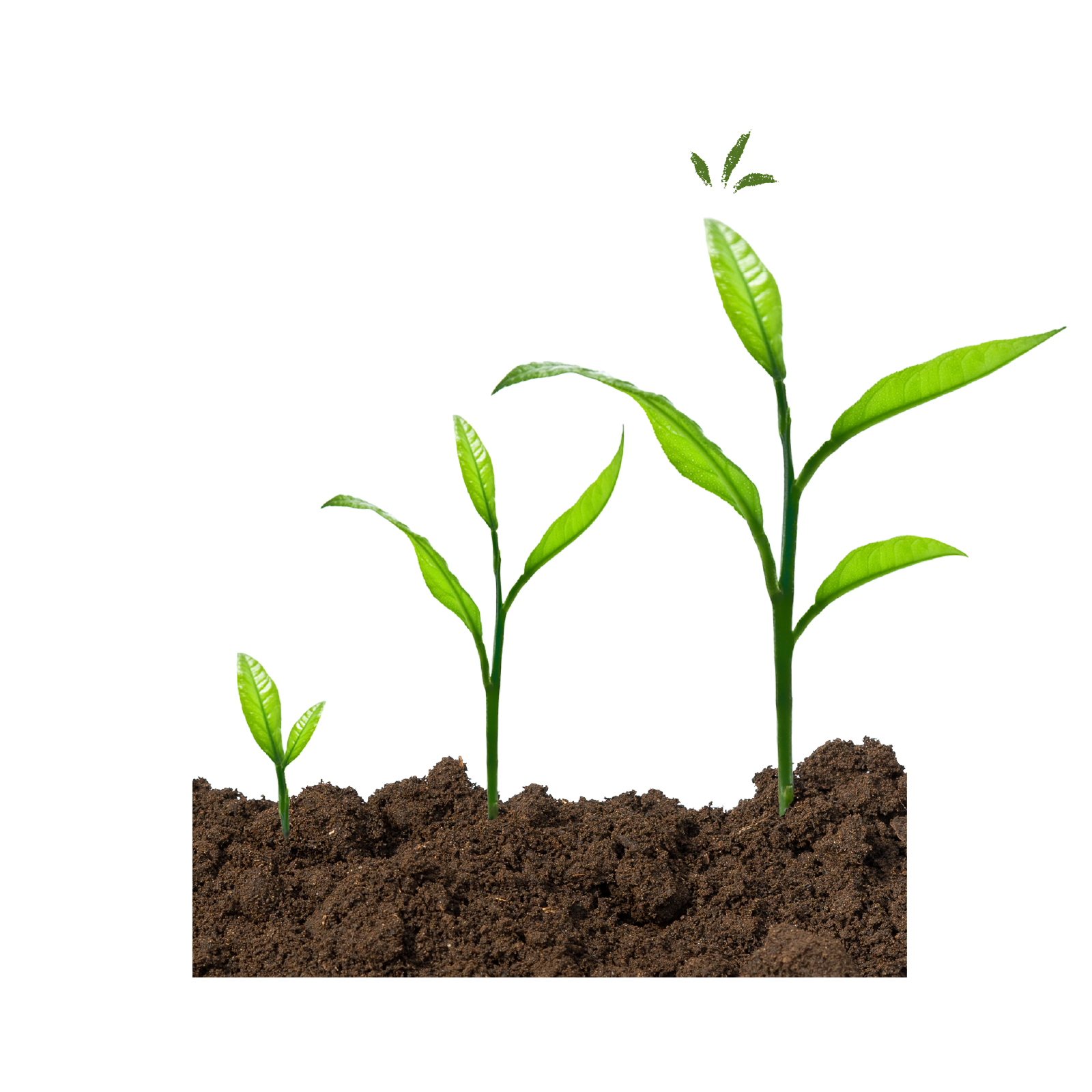 Four plants in progressive stages of growth, from a small sprout to a mature seedling, emerging from soil.